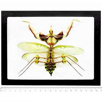 Amazon.com: BicBugs Idolomantis diabolica FEMALE VERSO